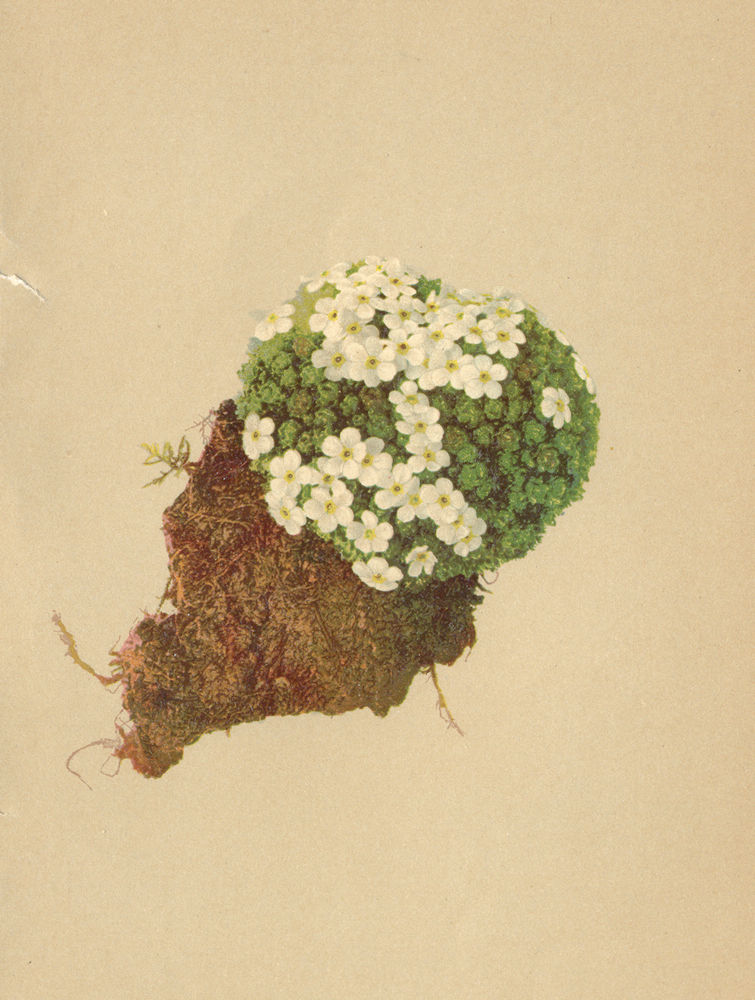 Associate Product ALPENFLORA ALPINE FLOWERS.Aretia helvetica(Gaud.)Nym-Schweizer Mannsschild 1897