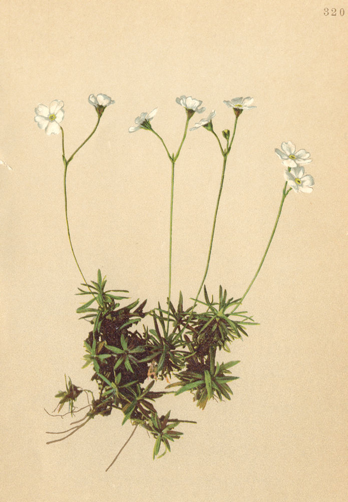 Associate Product ALPENFLORA ALPINE FLOWERS. Androsace lactea K-Milchweisser Mannsschild 1897