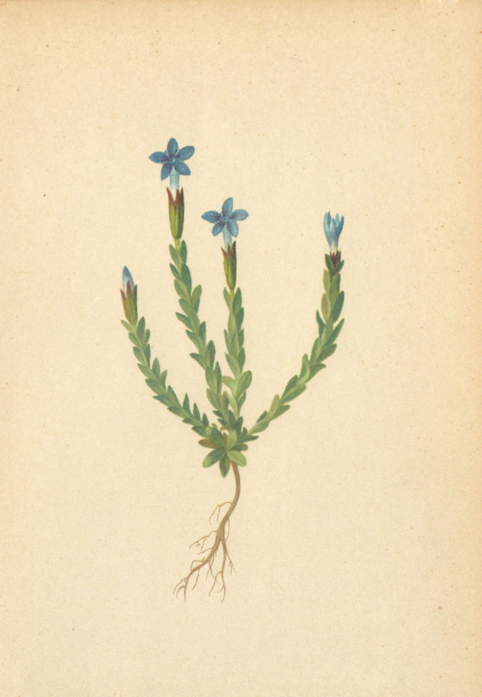 Associate Product ALPENFLORA ALPINE FLOWERS.Gentiana prostrata Hänke-Niedergestreckter Enzian 1897