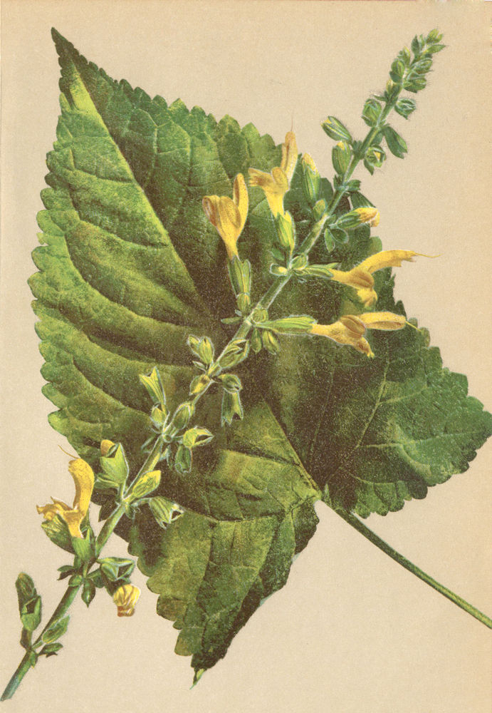 Associate Product ALPENFLORA ALPINE FLOWERS. Salvia glutinosa L-Klebriger Salbei 1897 old print