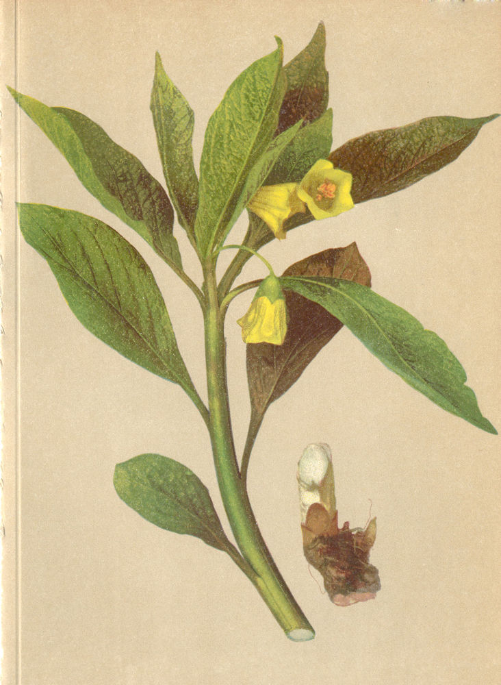 ALPENFLORA ALPINE FLOWERS. Scopolia carniolica Jacq-Scopolie 1897 old print