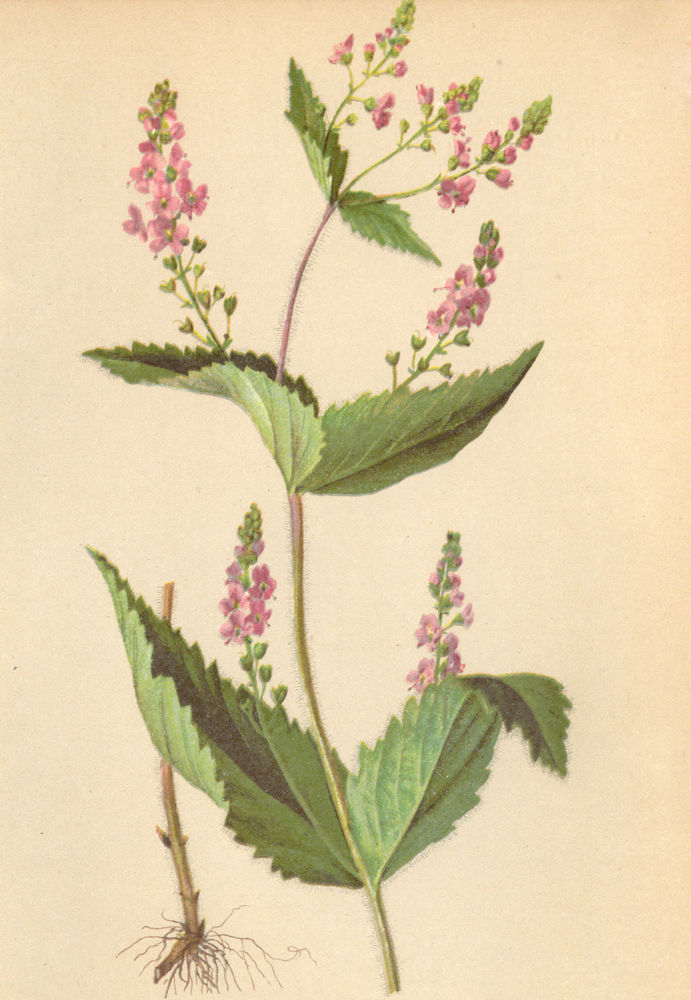Associate Product ALPENFLORA ALPINE FLOWERS. Veronica latifolia L-Breitblättriger Ehrenpreis 1897