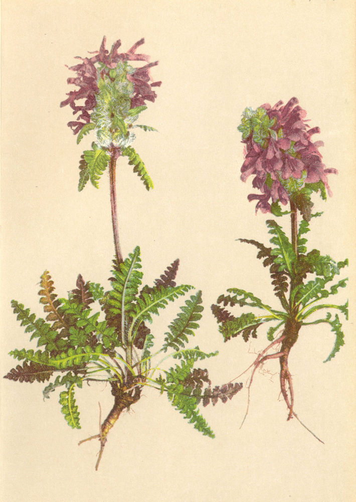 Associate Product ALPINE FLOWERS. Pedicularis verticillata L-Quirlblättriges Läusekraut 1897