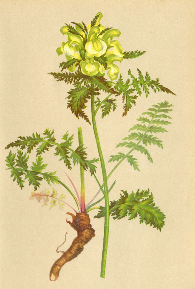 Associate Product ALPENFLORA ALPINE FLOWERS. Pedicularis foliosa L-Blattreiches Läusekraut 1897