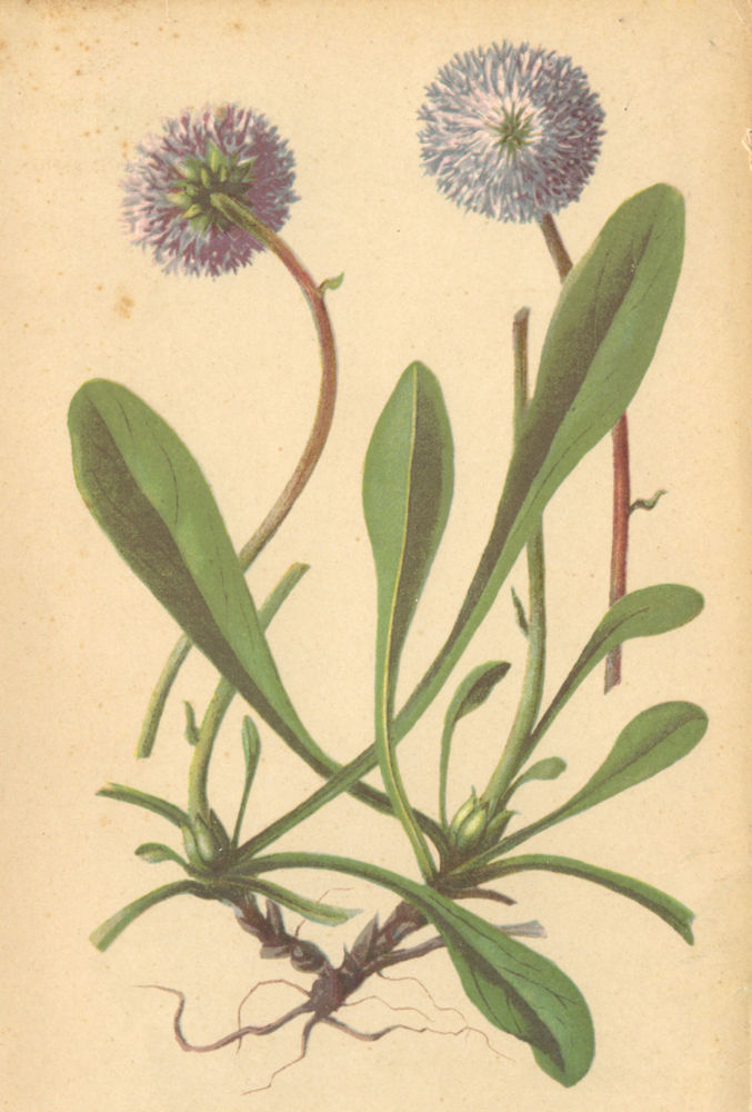 Associate Product ALPINE FLOWERS. Globularia nudicaulis L-Nacktstengelige Kugelblume 1897 print