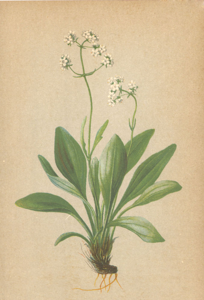 Associate Product ALPENFLORA ALPINE FLOWERS. Valeriana saxatilis L-Felsenbaldrian 1897 old print
