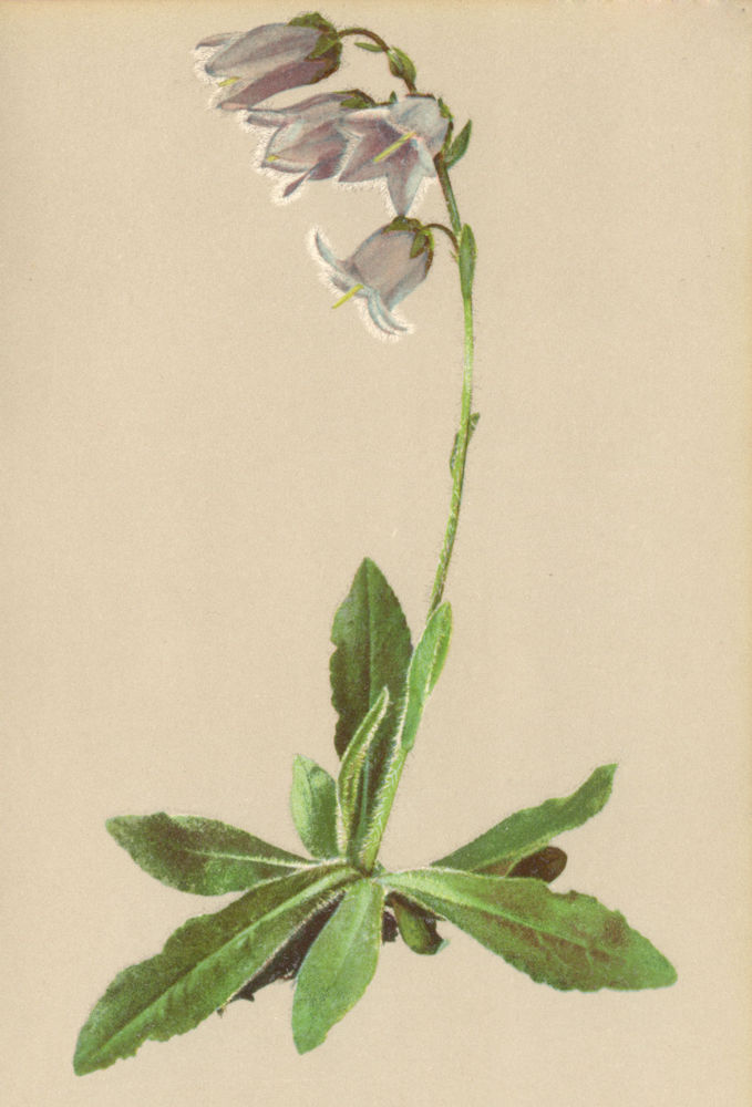 Associate Product ALPENFLORA ALPINE FLOWERS. Campanula barbata L-Bärtige Glockenblume 1897 print