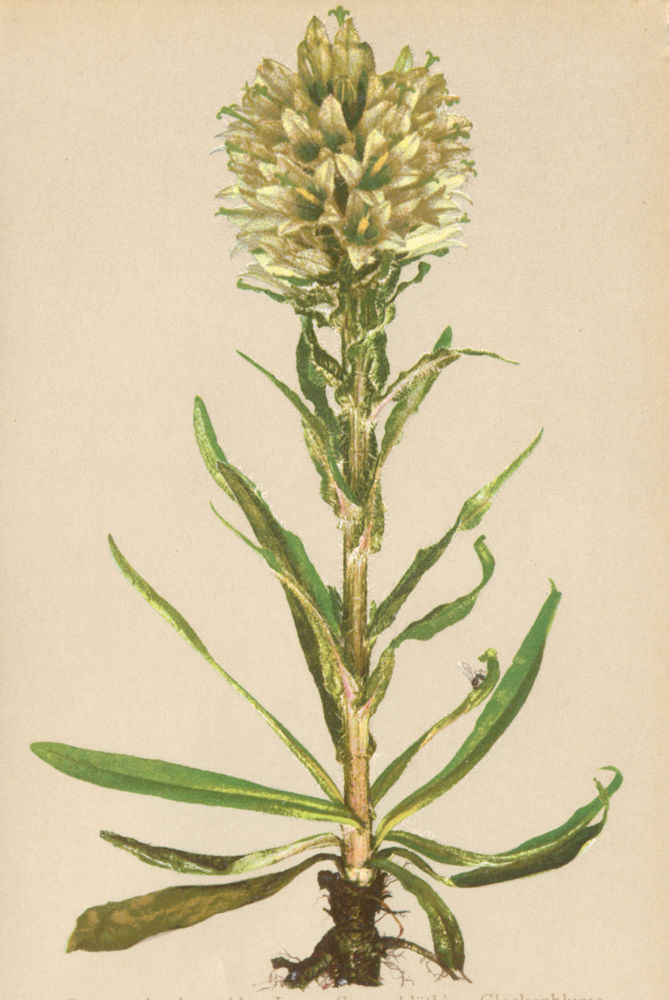 Associate Product ALPINE FLOWERS. Campanula thyrsoidea L-Straussblüthige Glockenblume 1897 print