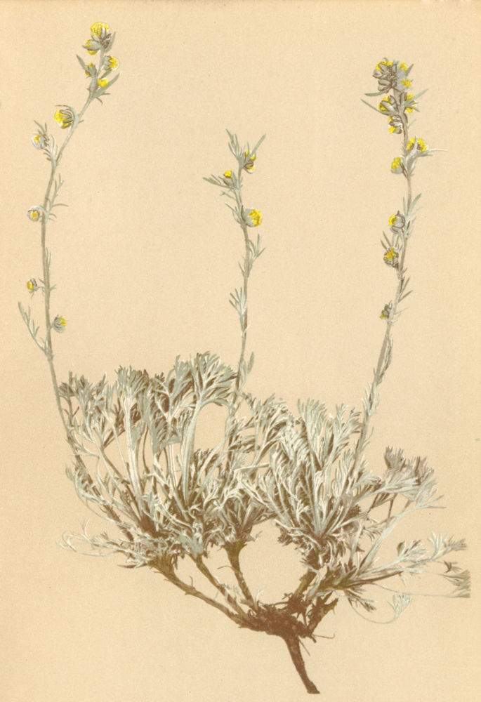 Associate Product ALPENFLORA ALPINE FLOWERS. Artemisia nitida Bertol-Glänzender Beifuss 1897