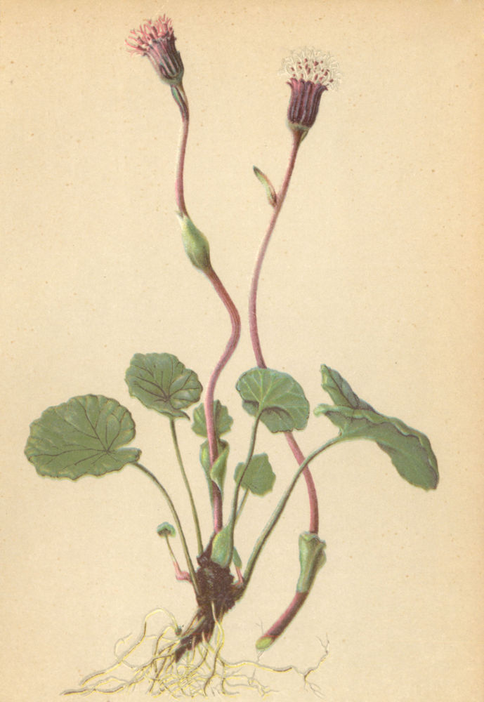 Associate Product ALPENFLORA ALPINE FLOWERS. Homogyne alpina (L. ) Cass-Gemeiner Alplattich 1897