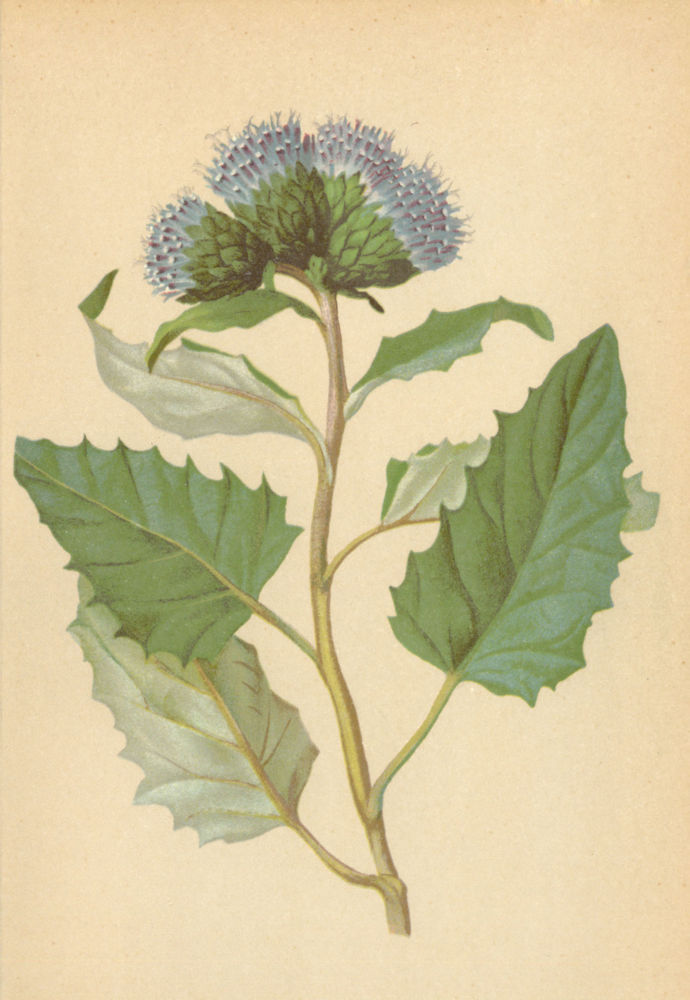 ALPENFLORA ALPINE FLOWERS.Saussurea discolor(W.)DC-Zweifarbige Alpenscharte 1897