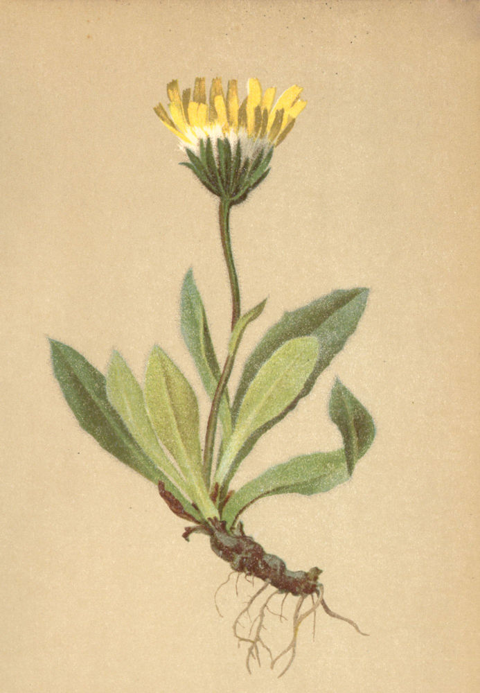 Associate Product ALPENFLORA ALPINE FLOWERS. Leontodon taraxaci (All. ) Lois-Felsen-Löwenzahn 1897