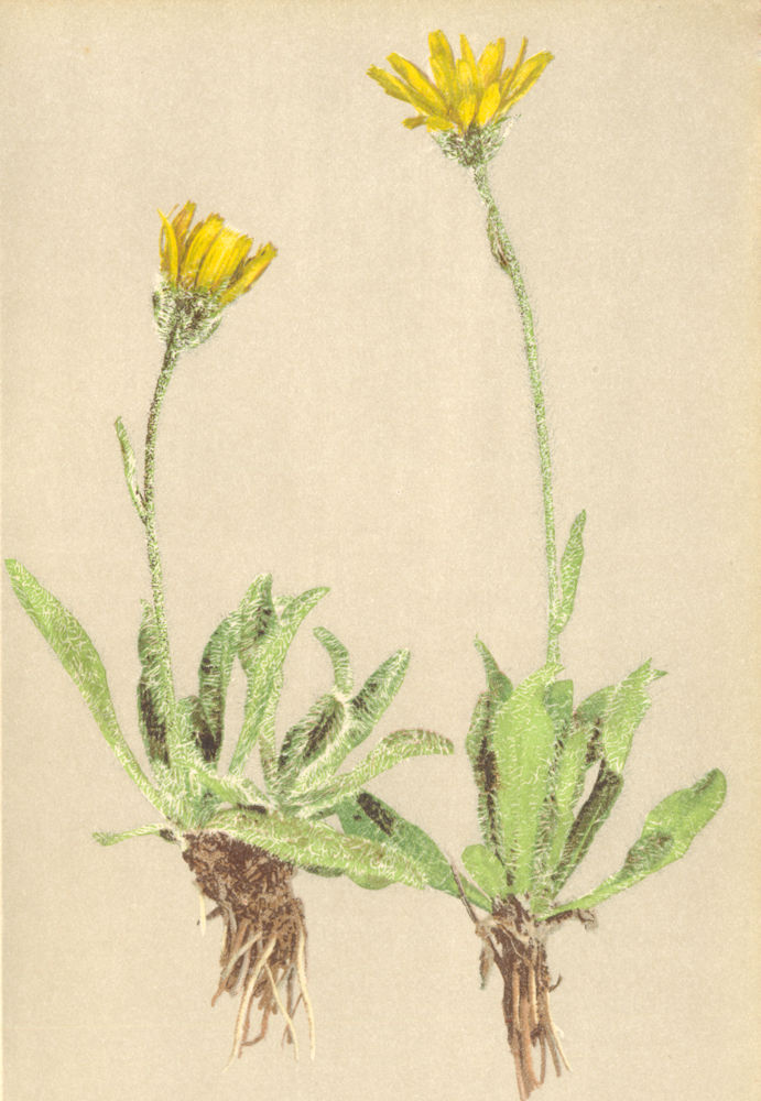 ALPENFLORA ALPINE FLOWERS. Hieracium alpinum L-Alpen-Habichtskraut 1897 print