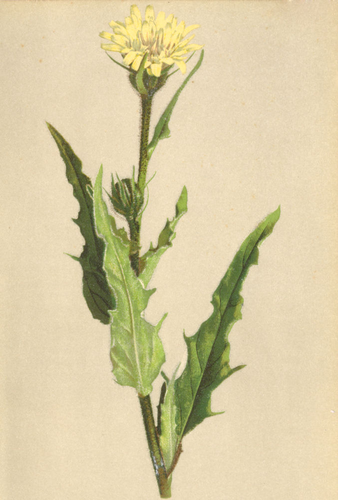 ALPENFLORA ALPINE FLOWERS.Hieracium intybaceum Jacq-Wegwarten-Habichtskraut 1897
