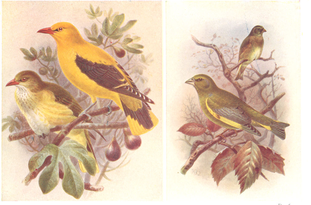 BRITISH BIRDS. Golden Oriole; Greenfinch. THORBURN 1925 vintage print
