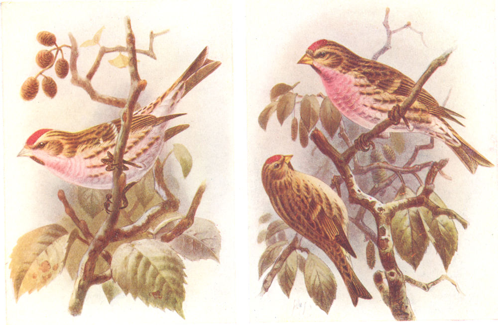 Associate Product BRITISH BIRDS. Mealy Redpoll; Lesser Redpoll. THORBURN 1925 old vintage print