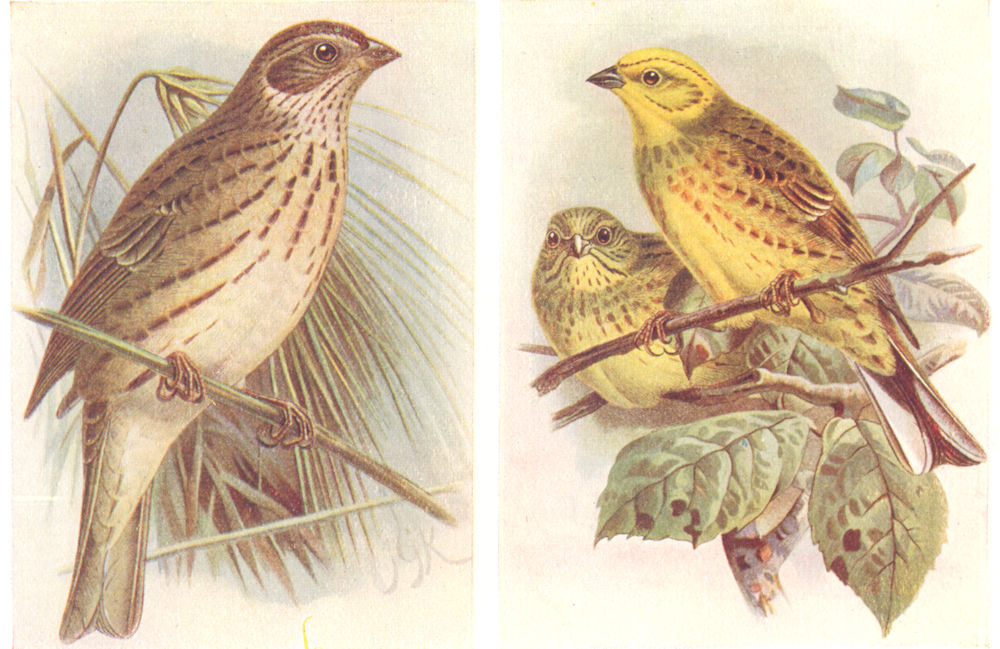BRITISH BIRDS. Corn-Bunting; Yellow Hammer. THORBURN 1925 old vintage print