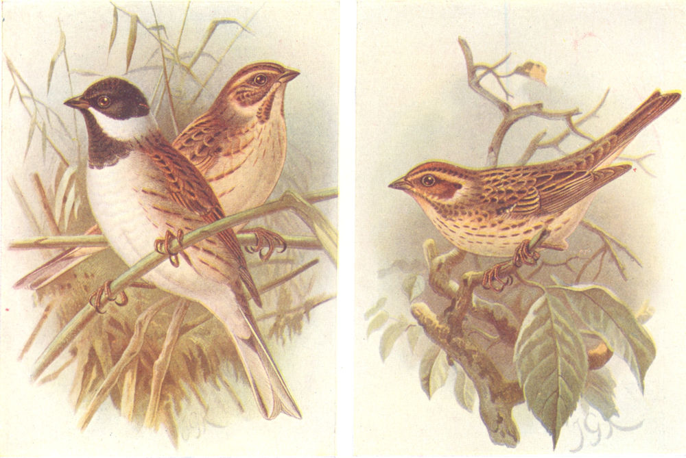 Associate Product BRITISH BIRDS. Reed-Bunting, Little Bunting. THORBURN 1925 old vintage print