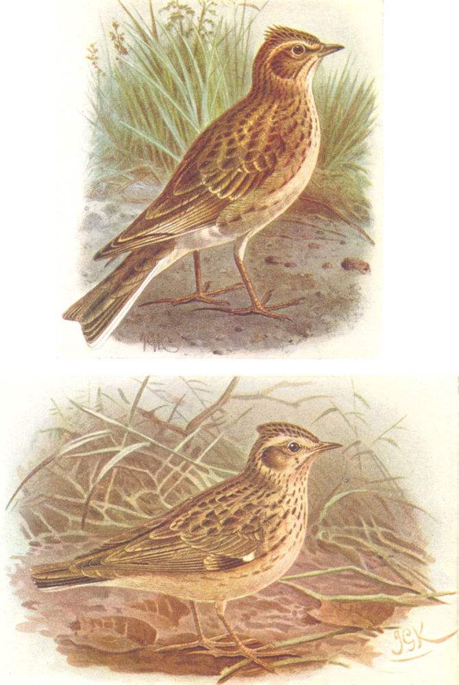 BRITISH BIRDS. Skylark; Wood-lark. THORBURN 1925 old vintage print picture
