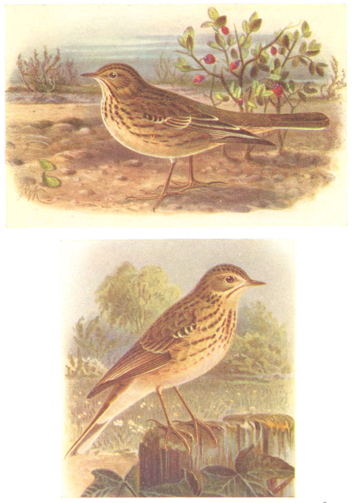 Associate Product BRITISH BIRDS. Meadow Pipit; Tree Pipit. THORBURN 1925 old vintage print