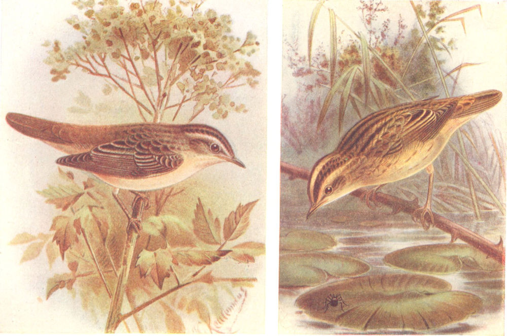 Associate Product BRITISH BIRDS. Sedge-Warbler; Aquatic Warbler. THORBURN 1925 old vintage print