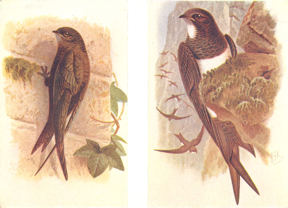 BRITISH BIRDS. Swift; Alpine Swift. THORBURN 1925 old vintage print picture