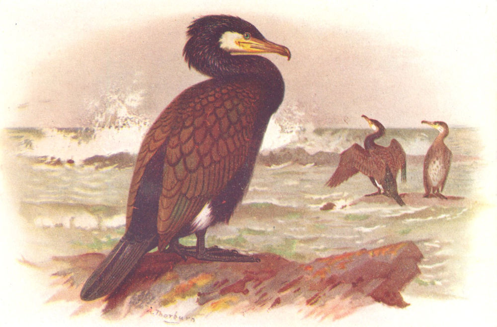 BRITISH BIRDS. Cormorant. THORBURN 1925 old vintage print picture