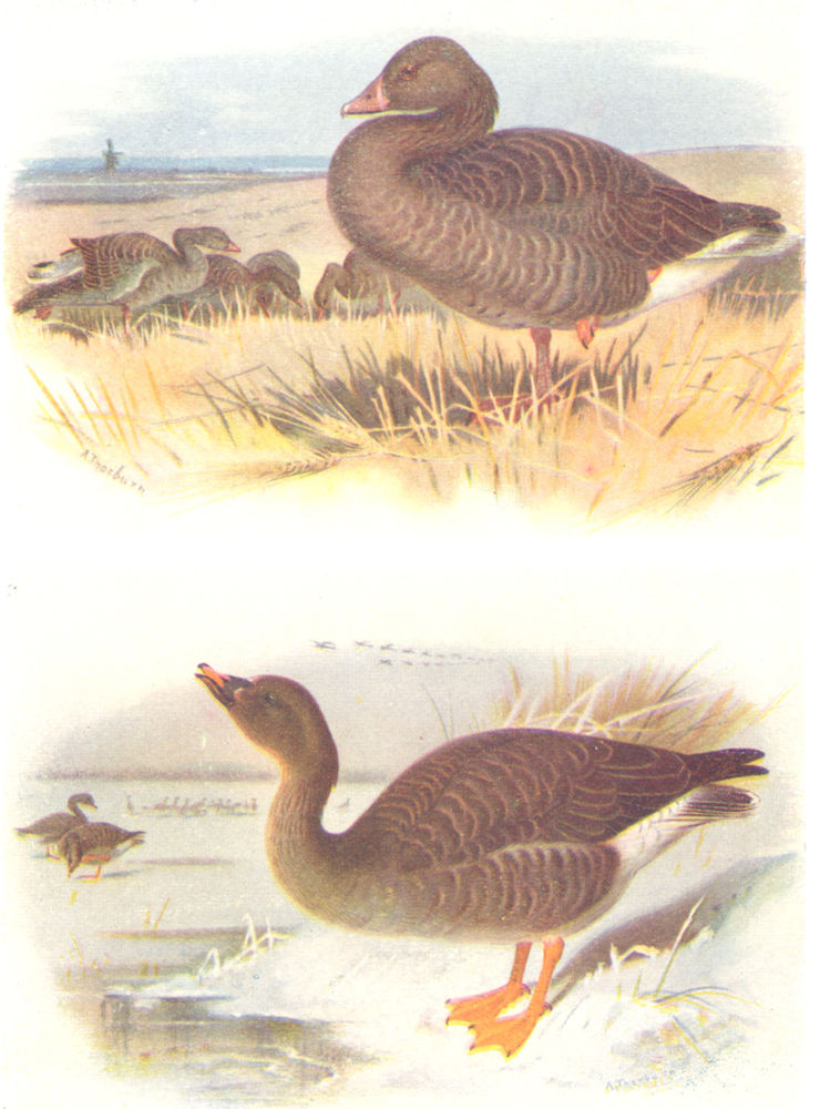 BRITISH BIRDS. Grey Lag-Goose; Bean-Goose. THORBURN 1925 old vintage print