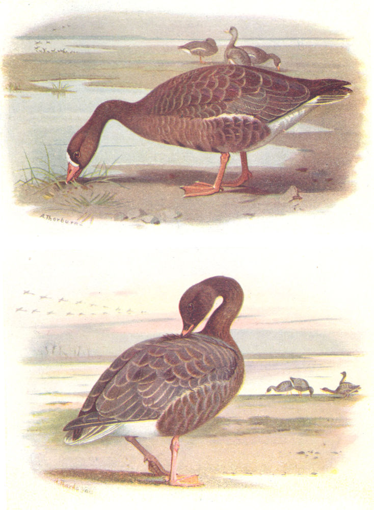 BRITISH BIRDS. White-Fronted Goose; Pink-footed Goose. THORBURN 1925 old print
