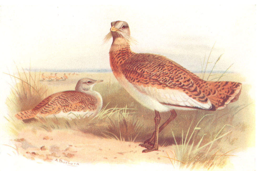 Associate Product BRITISH BIRDS. Great Bustard. THORBURN 1925 old vintage print picture