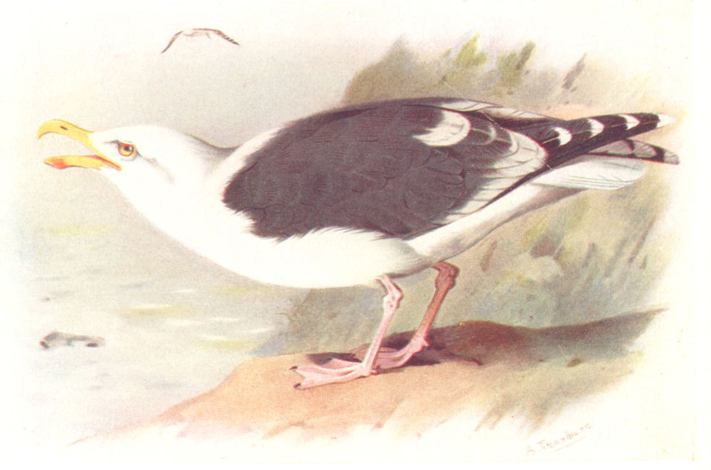 BRITISH BIRDS. Great Black-Backed gull. THORBURN 1925 old vintage print