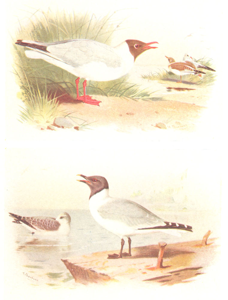 Associate Product BRITISH BIRDS. Black-headed Gull; Sabine's Gull. THORBURN 1925 old print