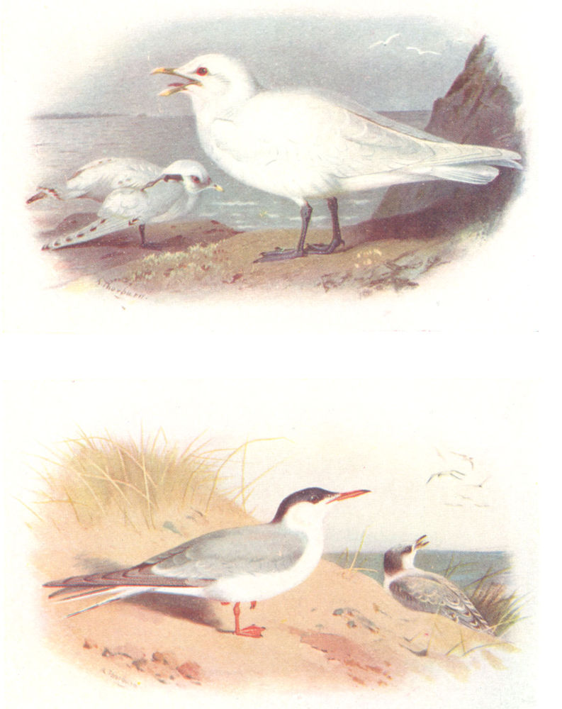 BRITISH BIRDS. Ivory Gull; Common Tern. THORBURN 1925 old vintage print