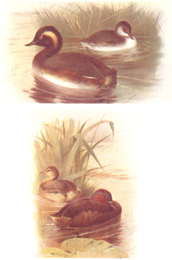 Associate Product BRITISH BIRDS. Black-necked, Little Grebe (Summer and Winter) . THORBURN 1925