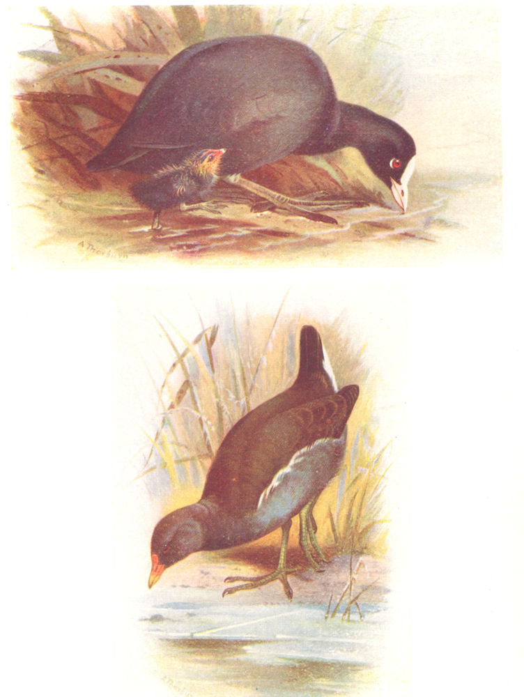 Associate Product BRITISH BIRDS. Coot Moorhen. THORBURN 1925 old vintage print picture