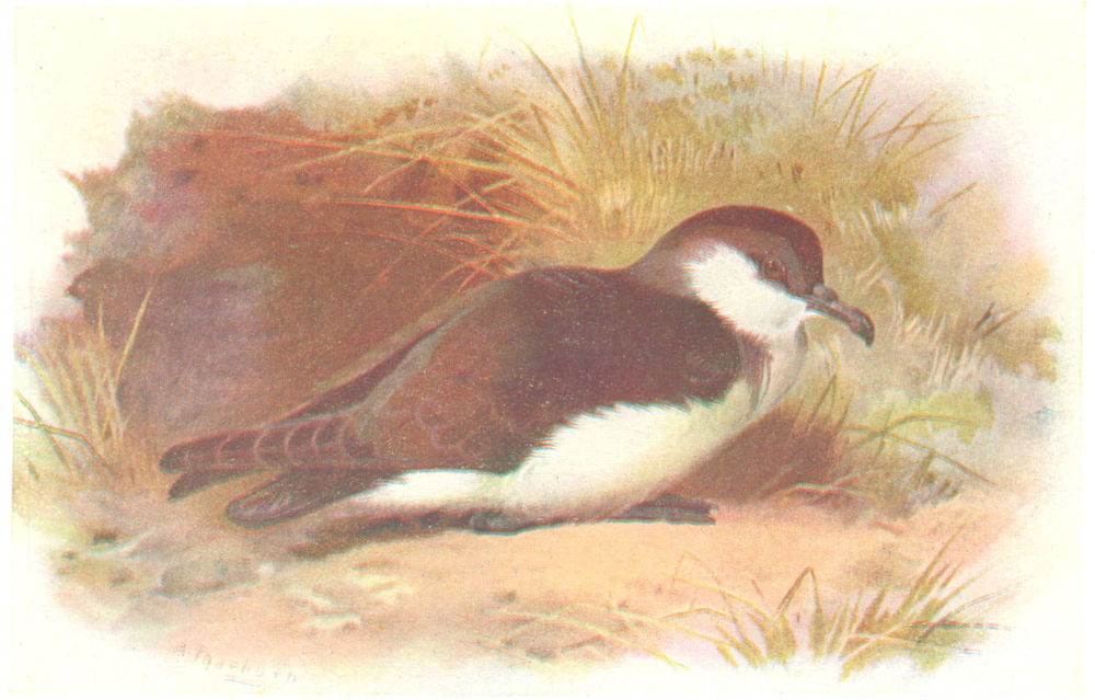 BRITISH BIRDS. Madeiran Little Shearwater. THORBURN 1925 old vintage print