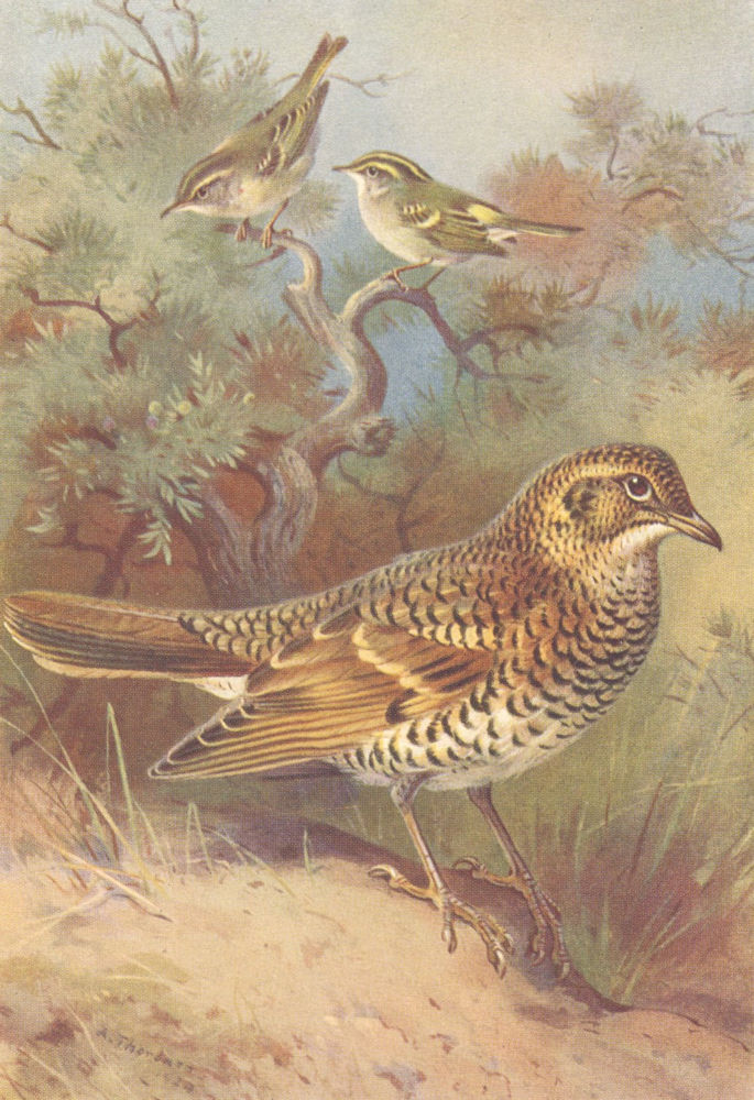 BRITISH BIRDS.Yellow-Browed Warbler;Pallass Willow-White's-Thrush.THORBURN 1925