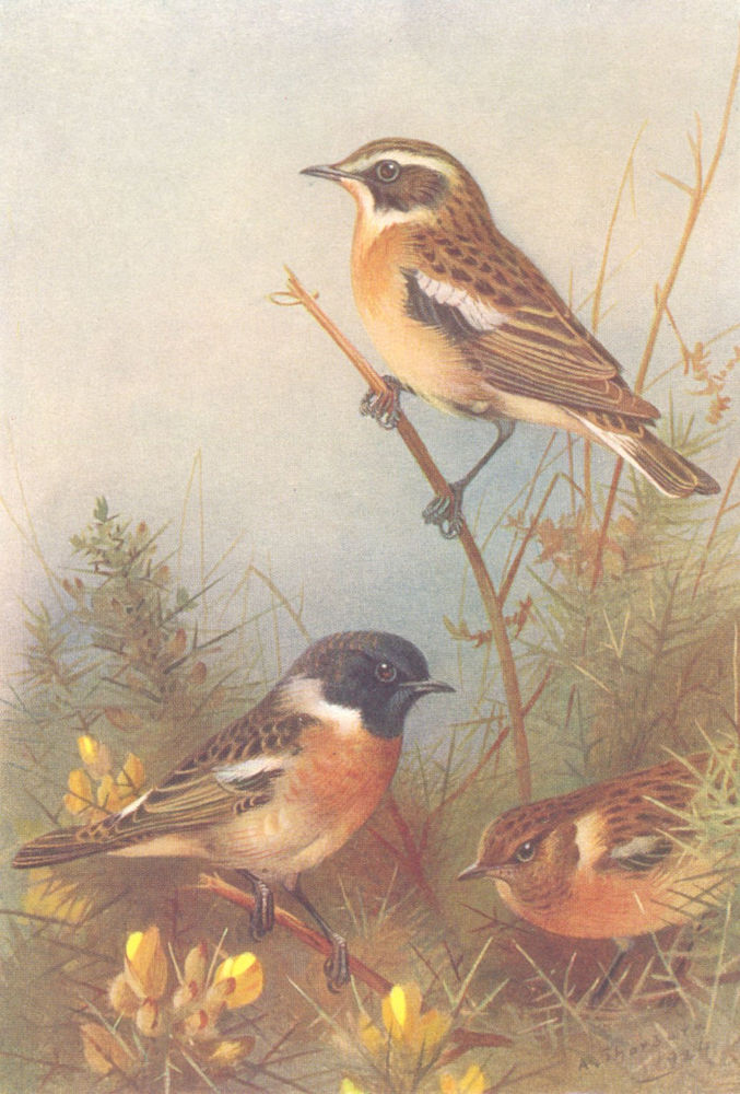 Associate Product BRITISH BIRDS. Whinchat; Stonechat (male and female) . THORBURN 1925 old print