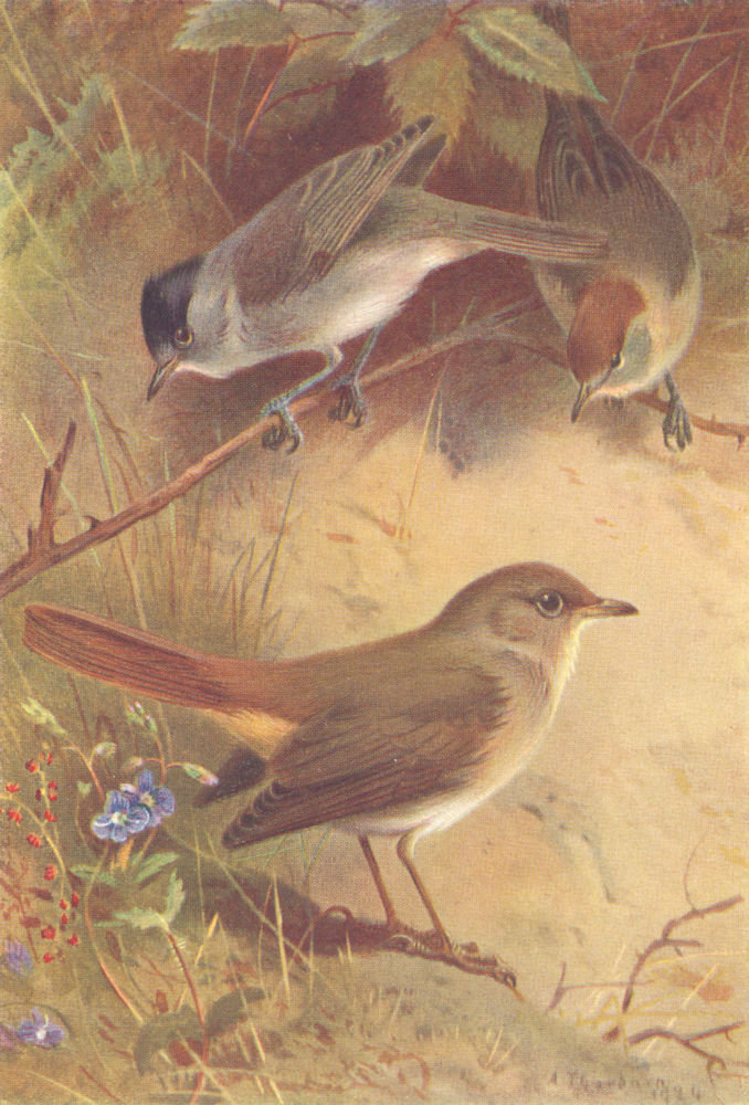Associate Product BRITISH BIRDS. Blackcap (male and female) ; Nightingale. THORBURN 1925 print