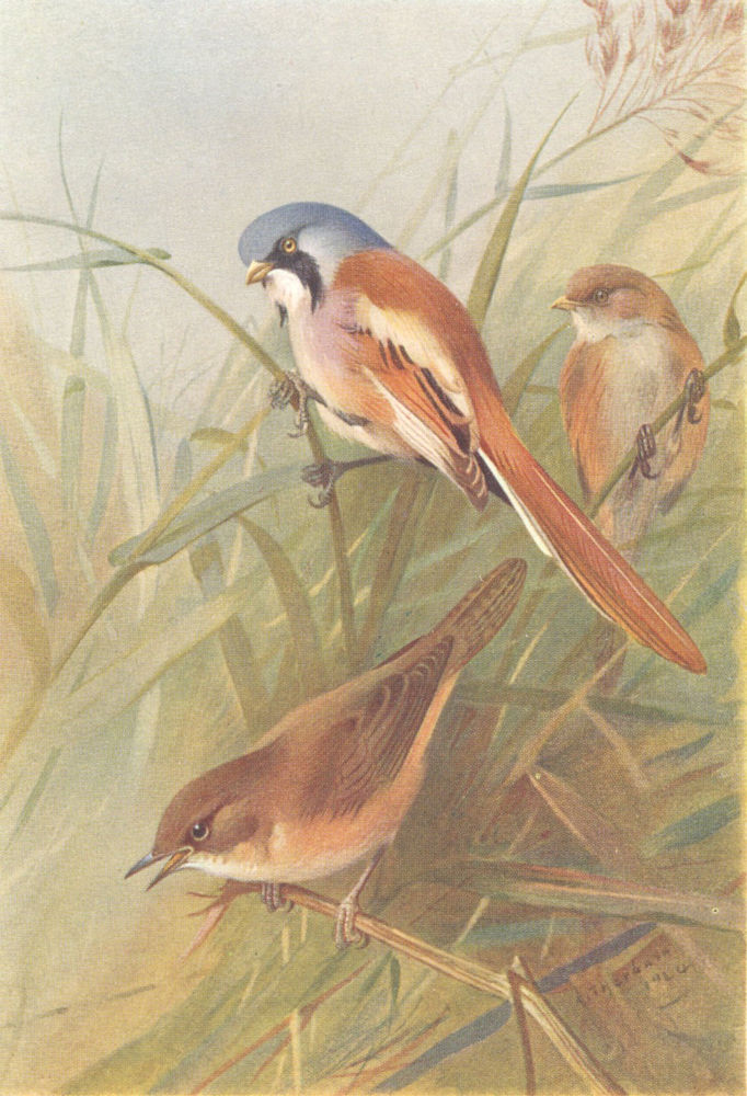BRITISH BIRDS. Bearded Titmouse; Savi's Warbler. THORBURN 1925 old print