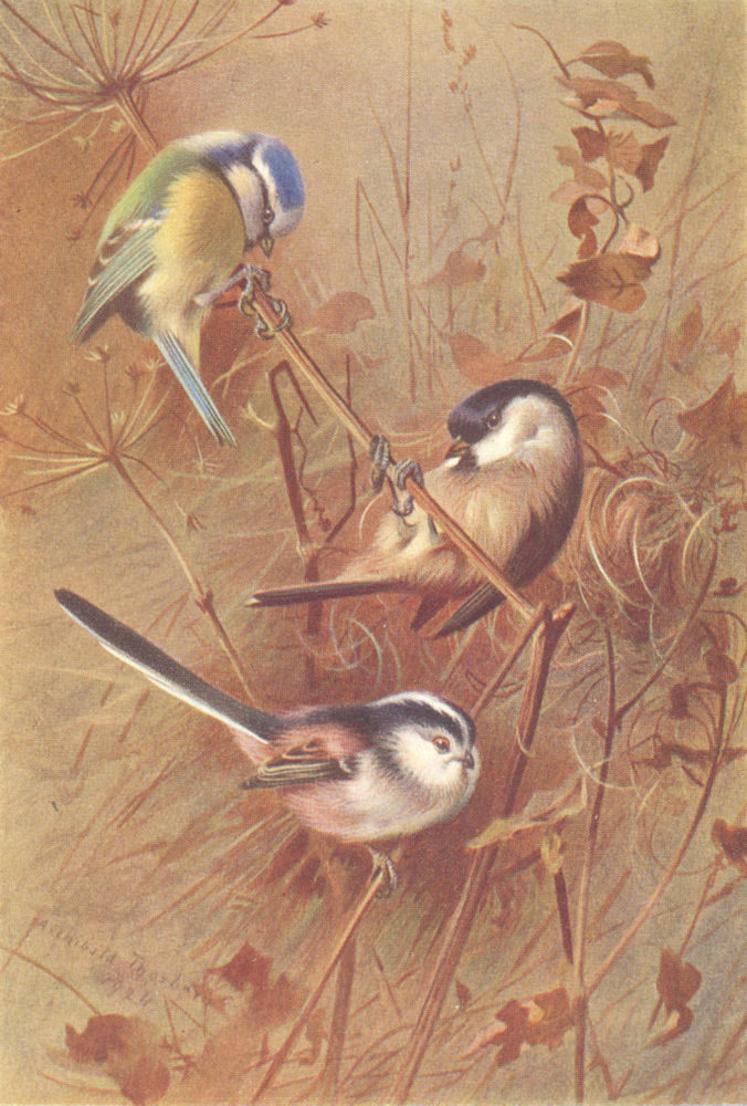 BRITISH BIRDS.Blue Titmouse;Marsh-Titmouse;Long-Tailed Titmouse.THORBURN 1925