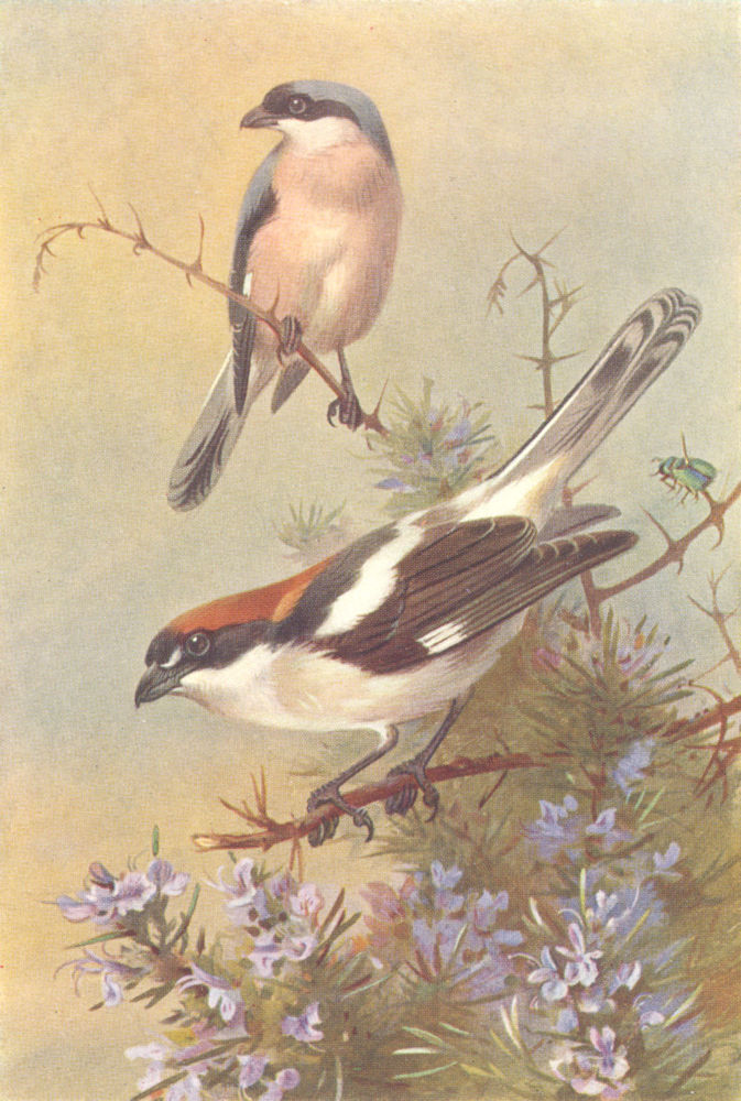 BRITISH BIRDS. Lesser Grey Shrike; Woodchat. THORBURN 1925 old vintage print