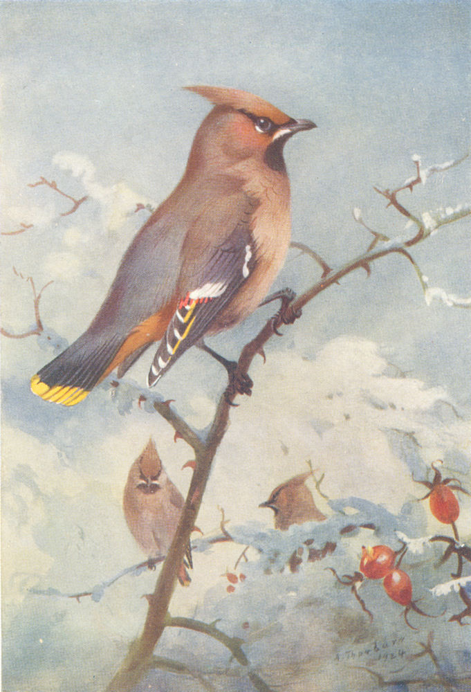 BRITISH BIRDS. Waxwing. THORBURN 1925 old vintage print picture