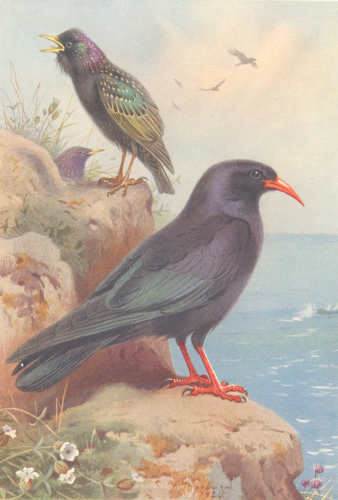 BRITISH BIRDS. Starling; Chough. THORBURN 1925 old vintage print picture