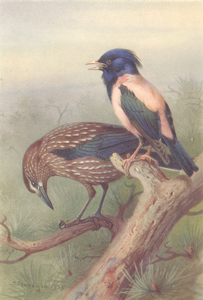 BRITISH BIRDS. Nutcracker; Rose-coloured Starling. THORBURN 1925 old print