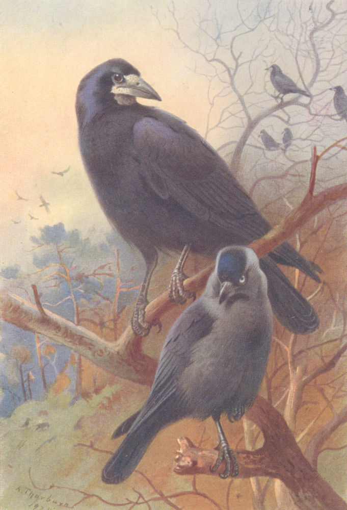 BRITISH BIRDS. Rook; Jackdaw. THORBURN 1925 old vintage print picture