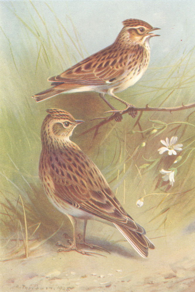BRITISH BIRDS. Wood-Lark; Sky-Lark. THORBURN 1925 old vintage print picture