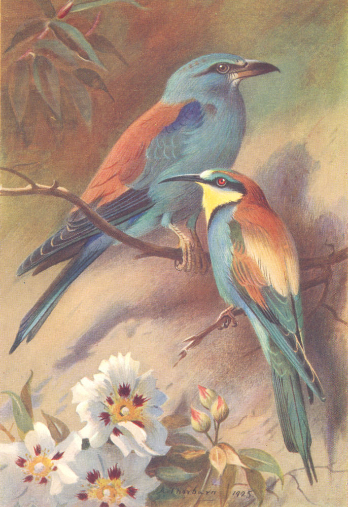 BRITISH BIRDS. Roller; Bee-Eater. THORBURN 1925 old vintage print picture