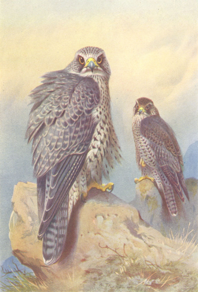 BRITISH BIRDS. Iceland Falcon; Gyr Falcon. THORBURN 1925 old vintage print