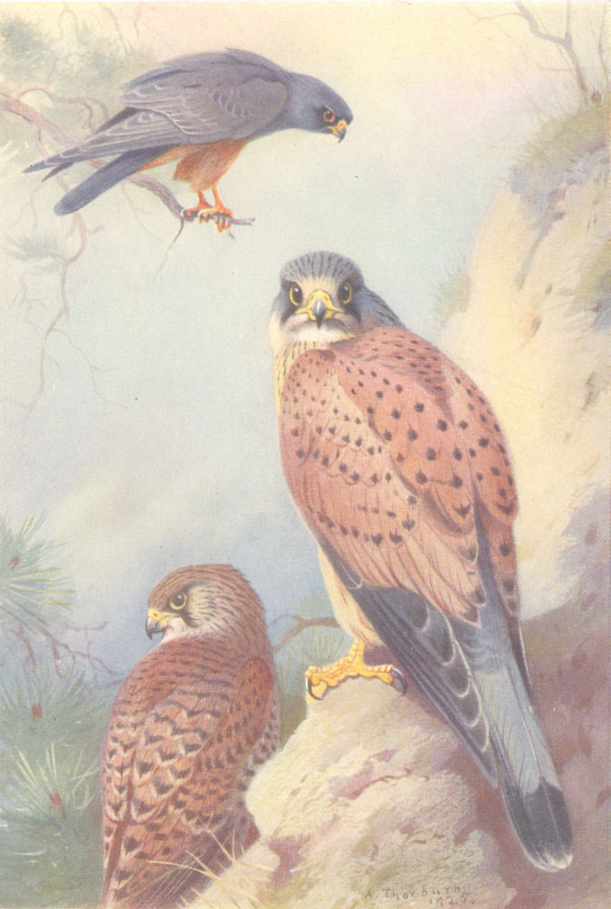 BRITISH BIRDS. Red-Footed Falcon; Kestrel. THORBURN 1925 old vintage print